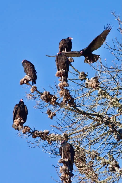 Roost of Turkey VulTurkey Vulture roost at Morro Bay State Park, CA by Marlin Harms is licensed under CC BY 2.0.